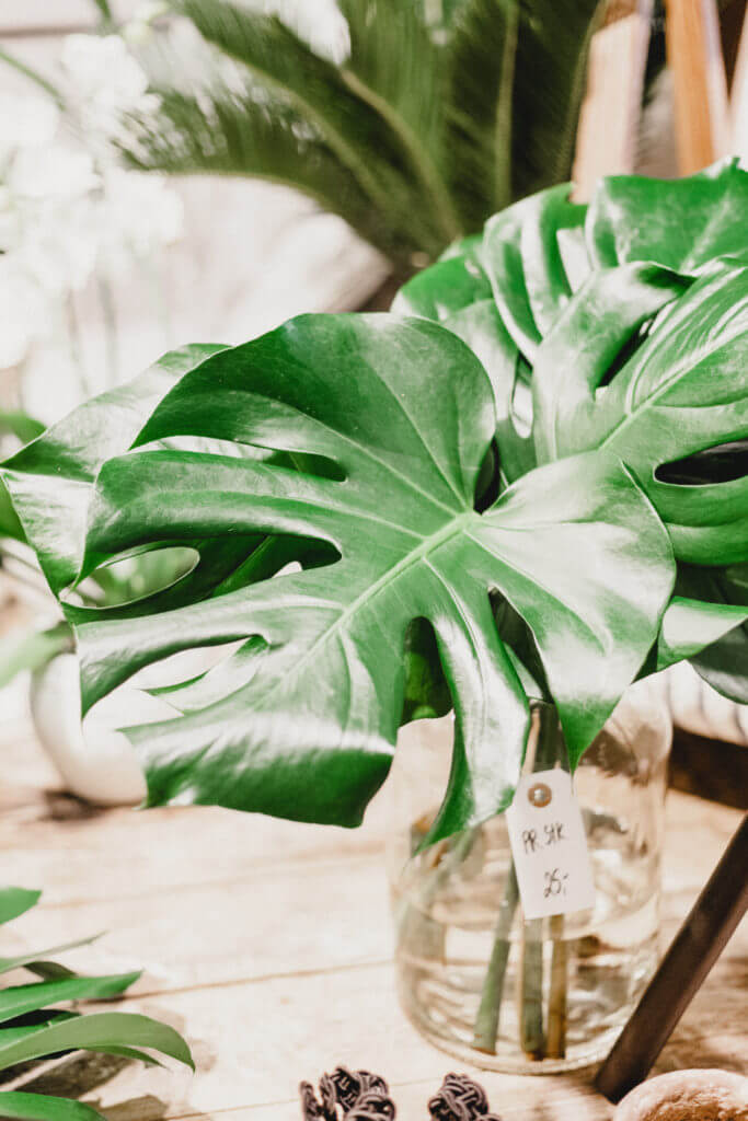 philodendron