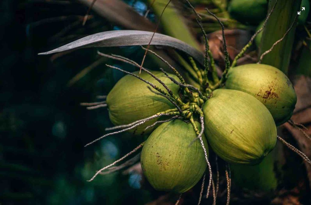 cách trồng dừa