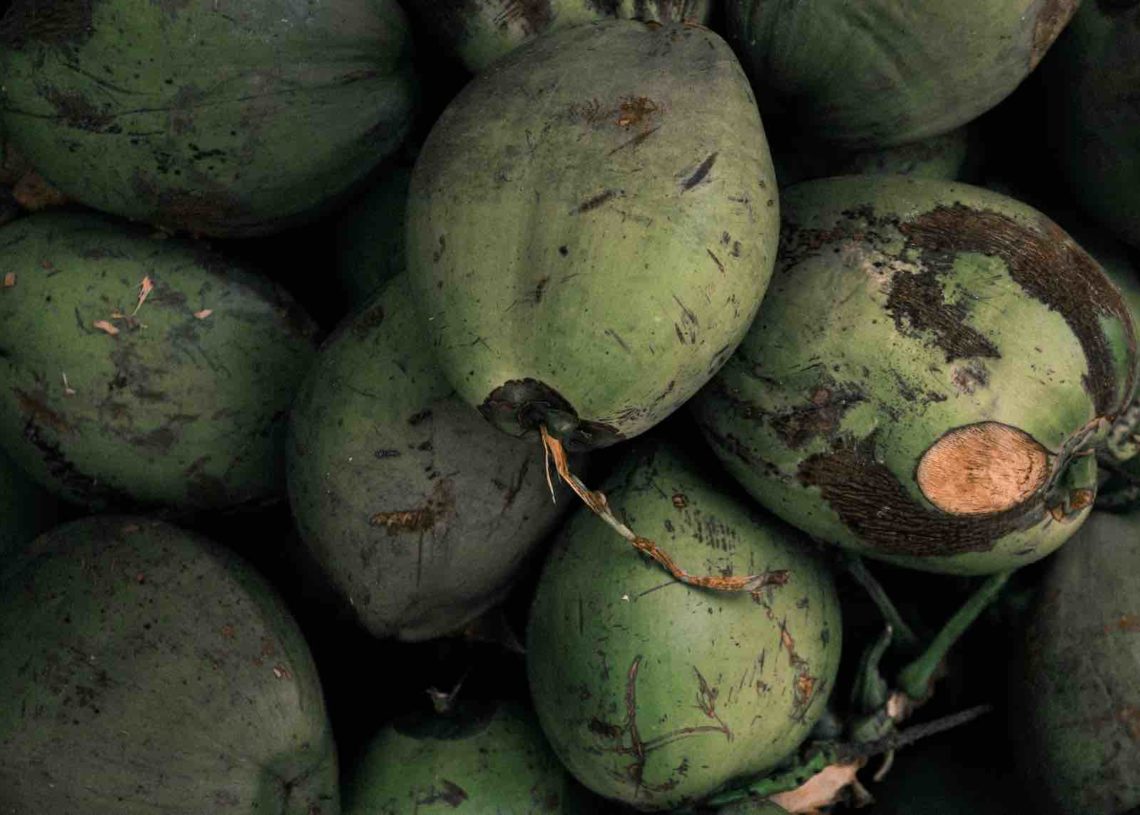 Bật mí cách trồng dừa thơm để cây lùn có vị ngọt, thơm.