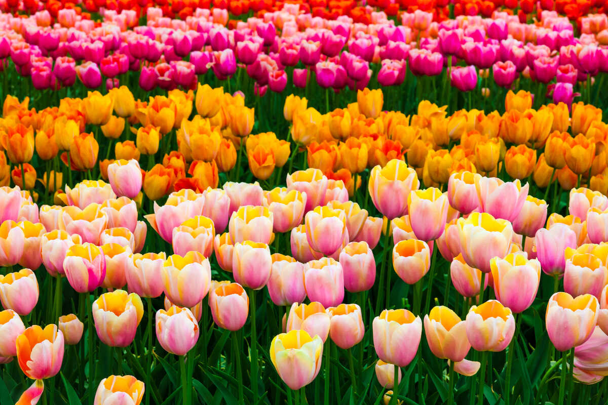 Mỗi màu của hoa tulip có ý nghĩa gì? Hãy cùng tìm hiểu những loài hoa nhiều màu sắc và cách trồng chúng.