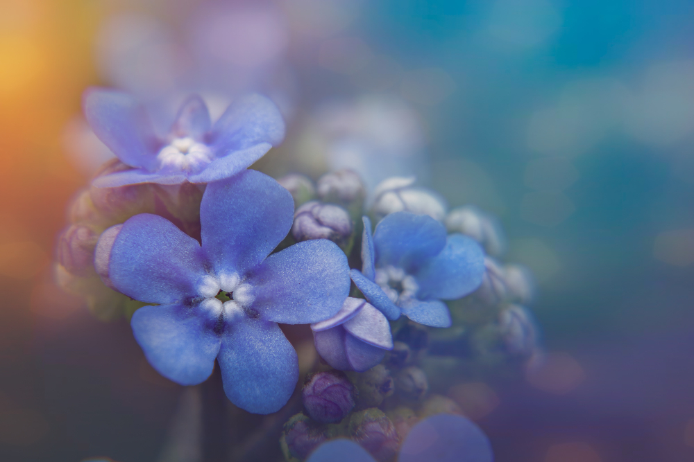 Hoa lãng quên có ý nghĩa gì?