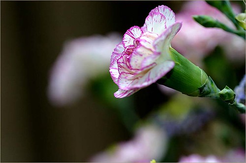 Mệnh Thủy hợp hoa gì? Top 8 loại cây may mắn cho người mệnh Thủy